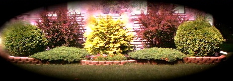 Vw Garden Columnar Trees And Shrubs For Privacy