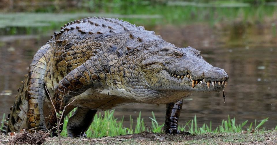 9+ Mimpi Buaya Jinak