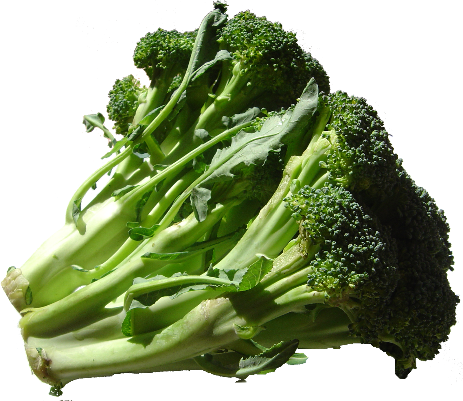 Broccoli, Broccoli Rabe, Broccolini What's the Difference?