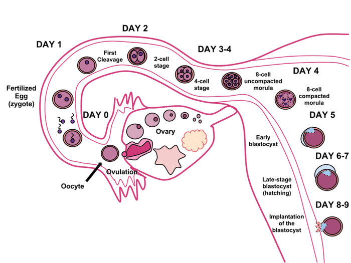Life Begins at Conception All the Science Citations