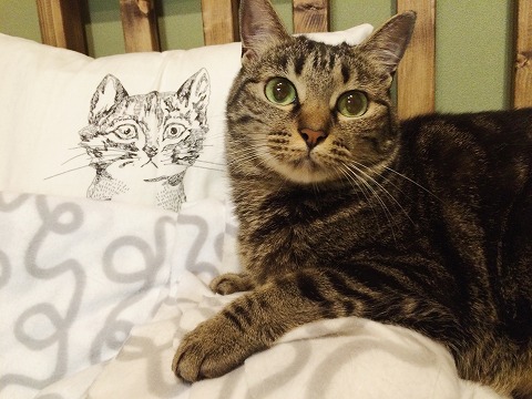 キジトラ猫と、クッションカバーの猫