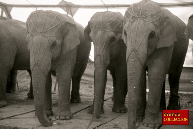 Les éléphant du Cirque Franz Althoff 1967 dans leur tente ecurie attendent d'aller travailler en piste