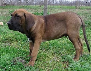 Chó Fila Brazilero Chó Fila Brazilero - Cho%2Bsan%2Bgiong