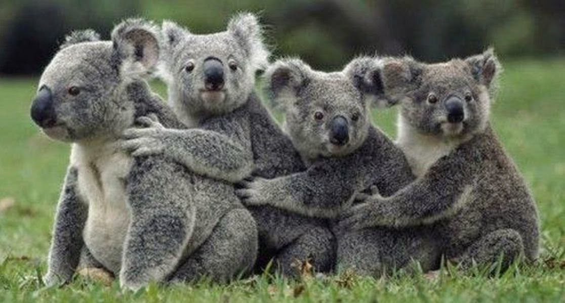Koalas en la hierba