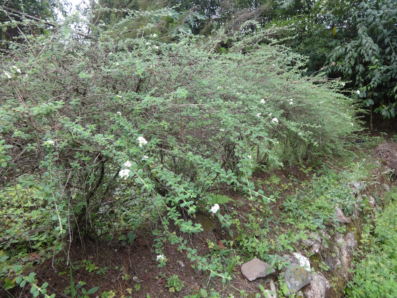 Herbs from Distant Lands Lippia micromera Jamaican Oregano, False Thyme