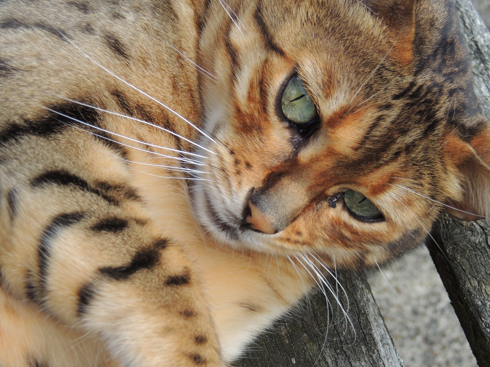 Pembrokeshire Lass Cats Sleep Anywhere
