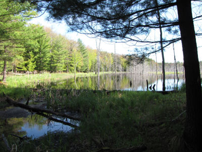 wetland pond