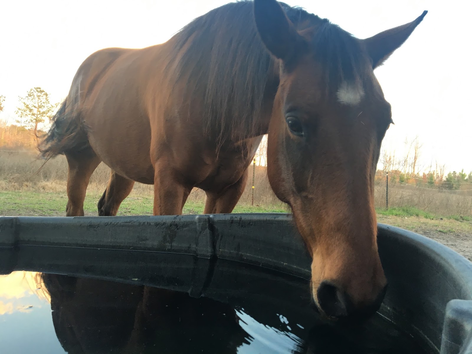 NC Horse Blog Algae in Horse Troughs