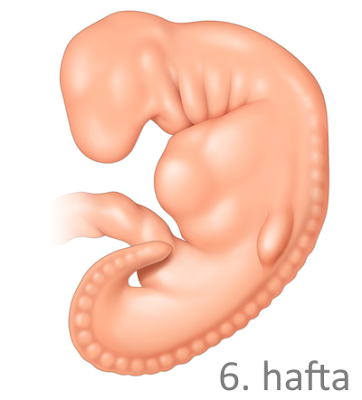 6 haftalık gebelik görüntüsü