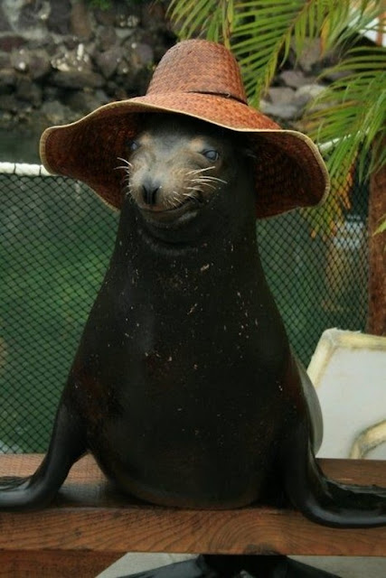 cute animal pictures, adorable animals, animals wearing hats, dogs wearing hats, cat wearing hats, funny animal picture