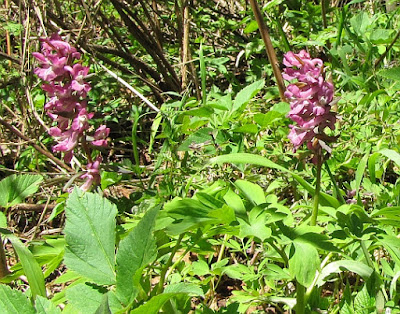 Kukułka bzowa, storczyk bzowy (Dactylorhiza sambucina)