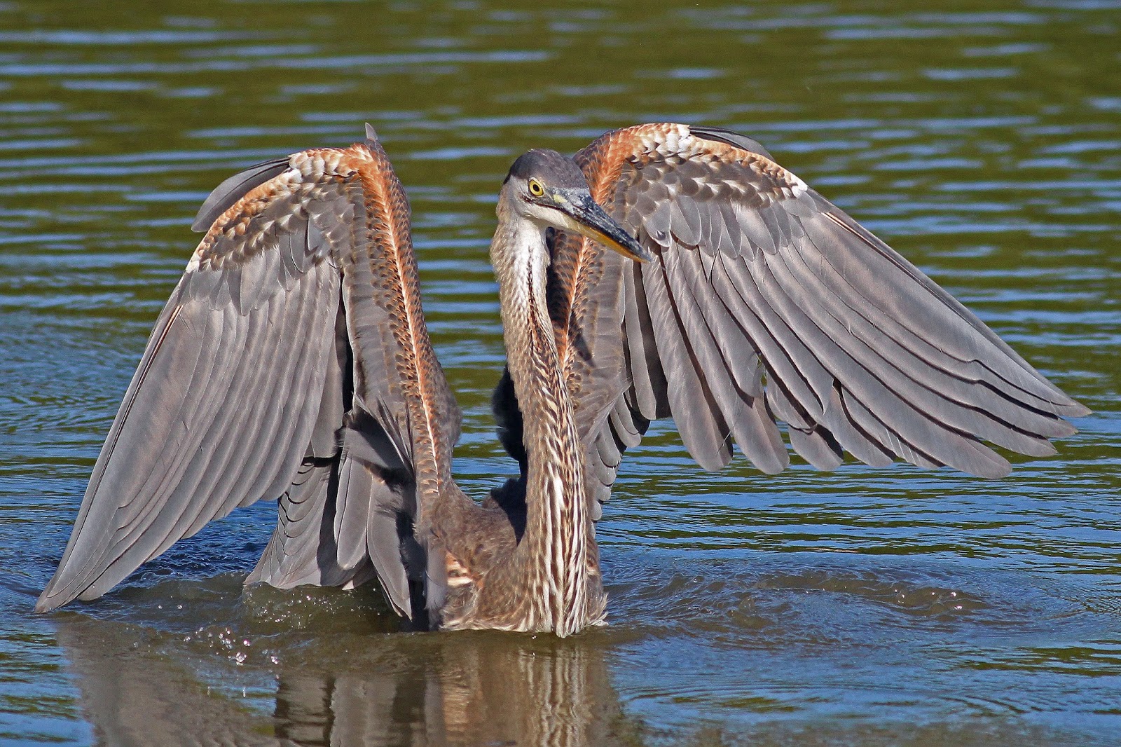 Dallas Trinity Trails Great Trinity Forest Wading Birds