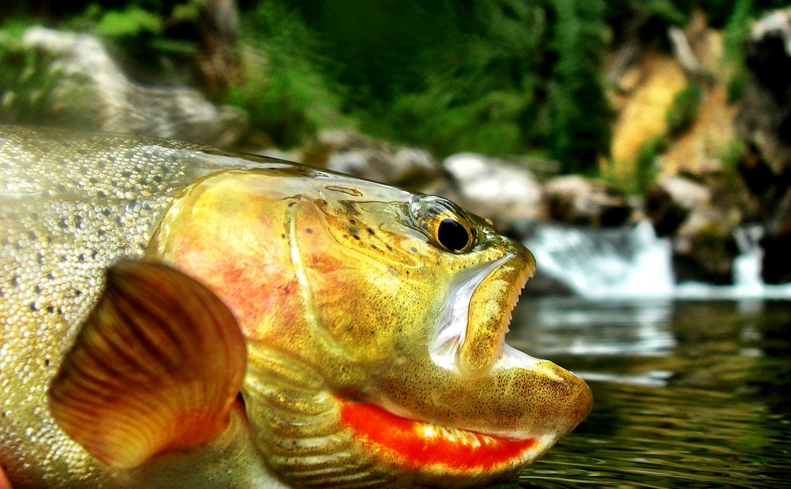 of Dry Flies & Fat Tires... rio grande cutthroat trout
