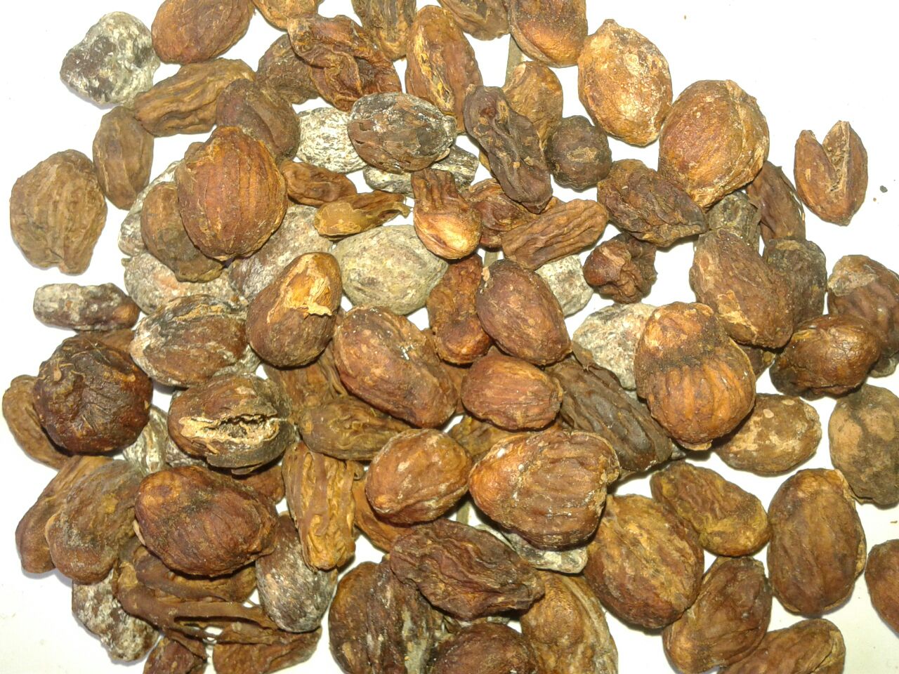 DISTILLING the NUTMEG SEED part1
