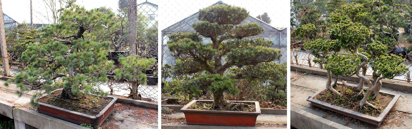 Bonsai Skosh Bonsai production nursery in Shanghai