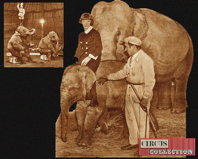 photos des éléphants du Cirque Knie