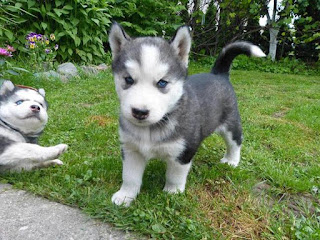 Siberian Husky puppy