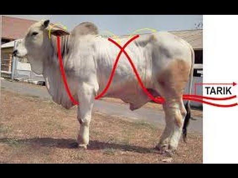 Merobohkan sapi dengan metode Burley