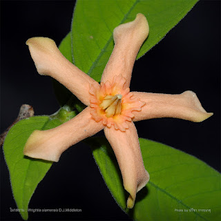 ดอกโมกสยาม ( Wrightia siamensis ) ดอกโมกถิ่นเดียวของไทย