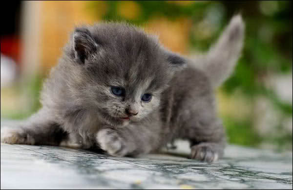 Cute Animal Pictures -3