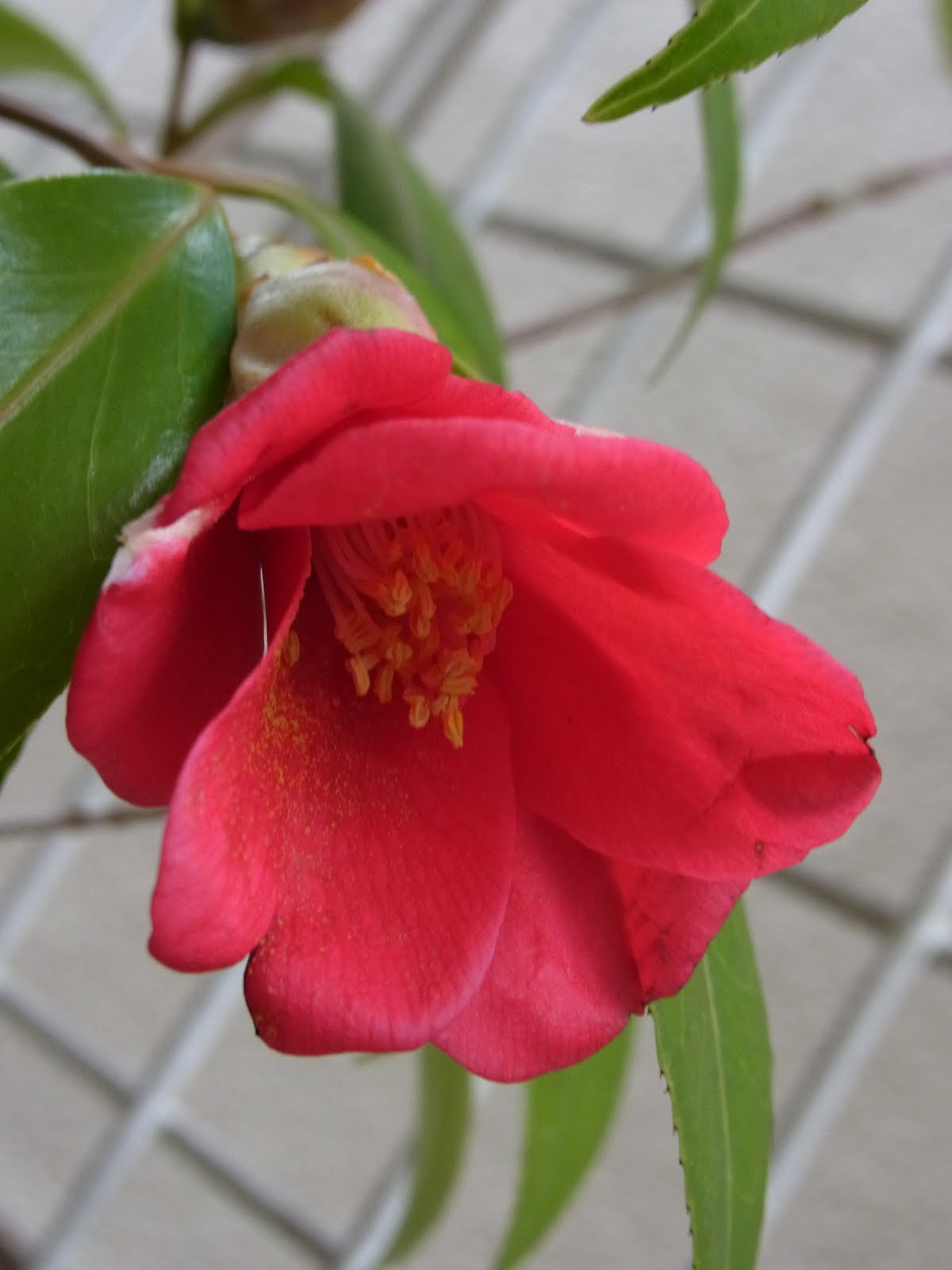 Red lily Camellia japonica