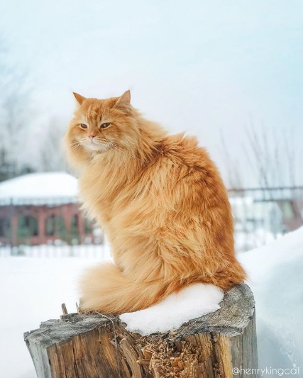 Henry King Si Kucing Siberian Yang Menggoda