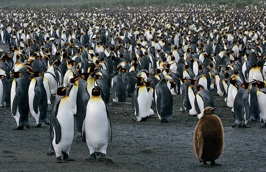 Где живет императорский пингвин. Королевский Пингвин. Колония императорских пингвинов. Гнездовые колонии пингвинов. Королевский Пингвин в Антарктиде.