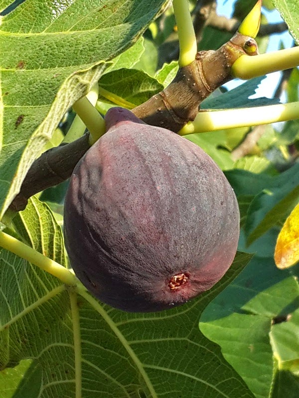 Инжир турция Инжир турция