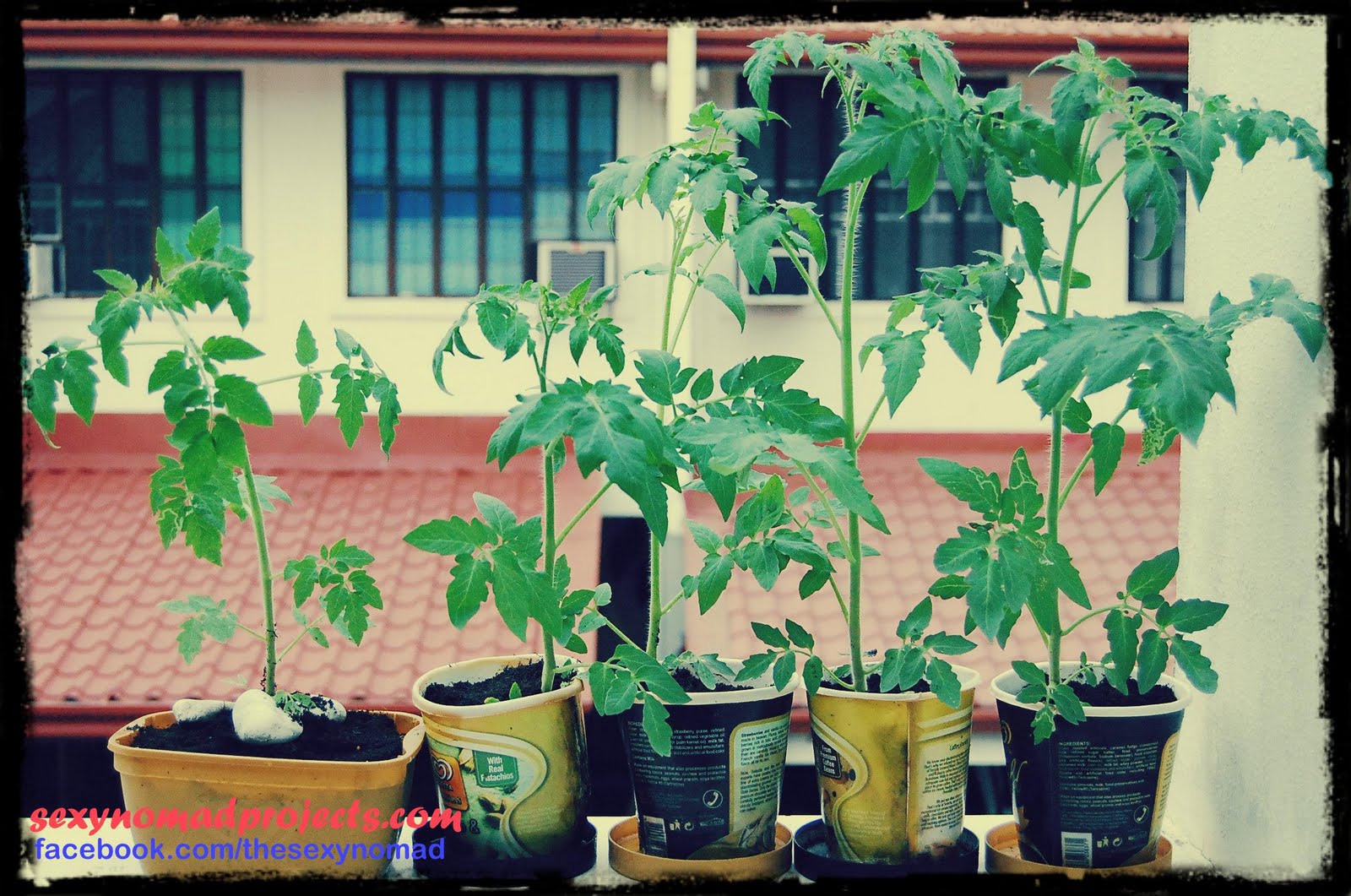 Sexy Nomad�s Projects Tomato, Eggplant and Okra Seedlings