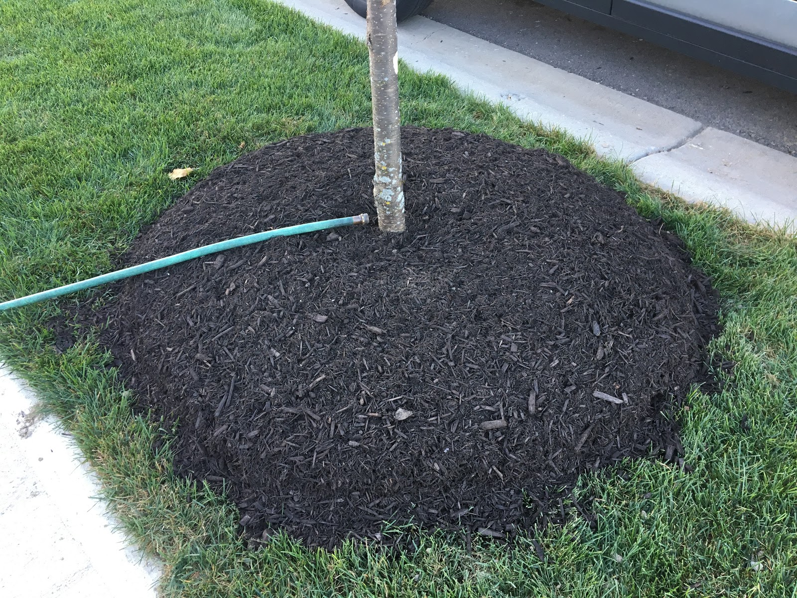 Sidewalk Tree Unveiled Syringa reticulata Japanese Lilac [Backyard
