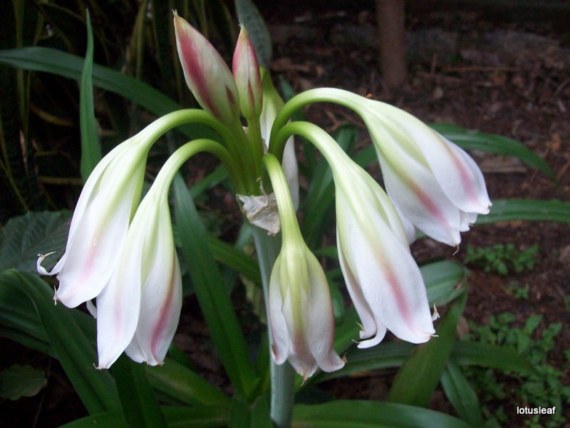 gardentropics: Today’s Flower- Milk and Wine Lily