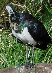 50 Jenis Burung Kicau Yang Banyak Dipelihara