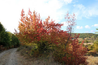 Burning leaves Burning leaves