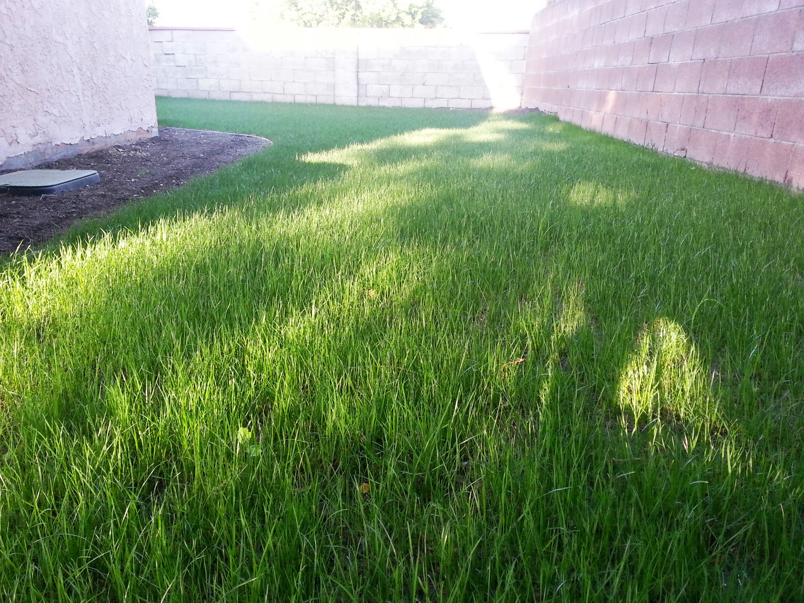SOUTHERN CALIFORNIA PEARL'S PREMIUM GRASS SEED