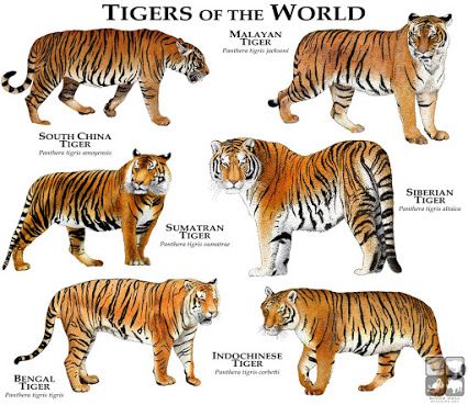What do tigers eat?