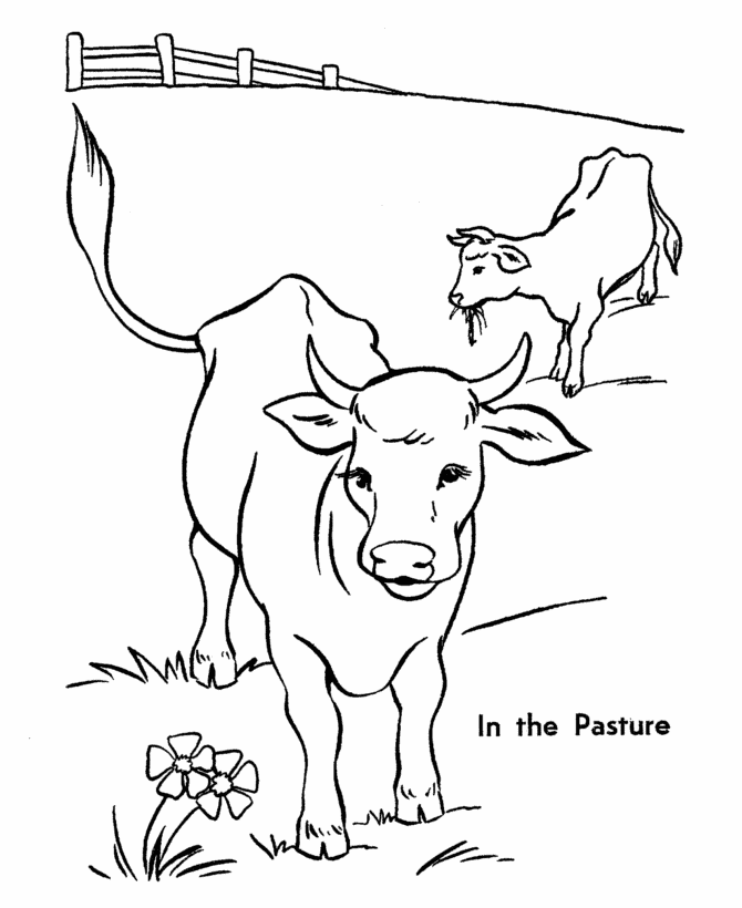 Farm Animal Cattle Cow Coloring Sheet