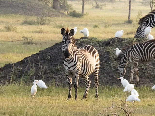 Zebras and cattle egrets in Lake Mburo National Park in Uganda