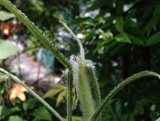 Sunflower eaten by slugs Green Fingered Blog