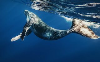 Blue Whale Blue Whale