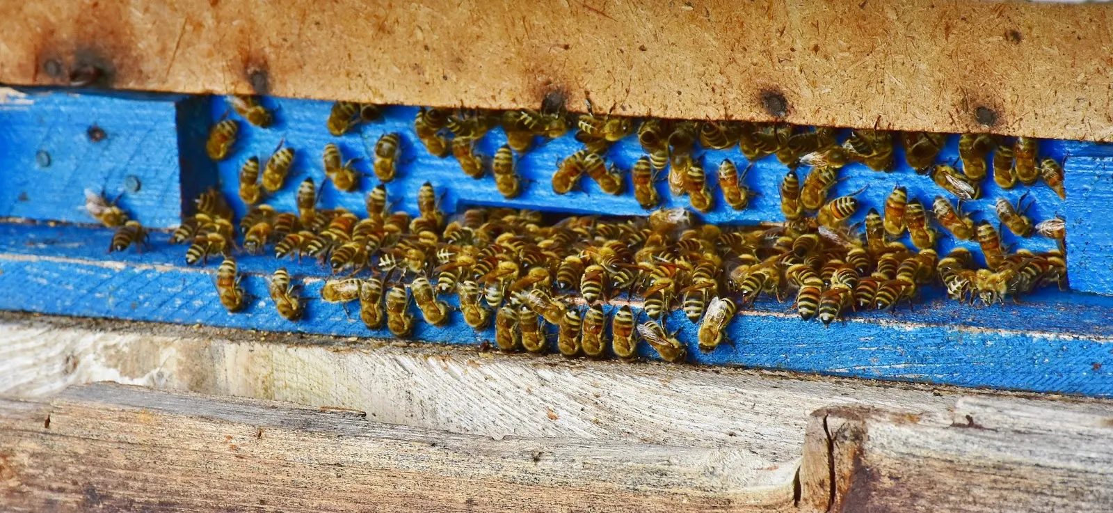 巣箱の入り口に集まる多くの蜜蜂