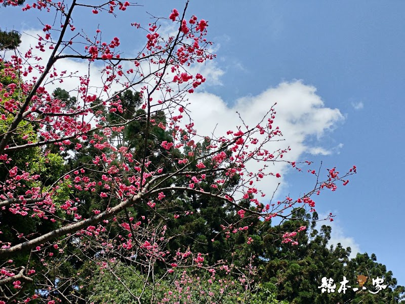 中正紀念堂櫻花花況3月拍攝|中正紀念堂賞櫻地圖|原生櫻花區-大漁櫻-山櫻花-重瓣緋寒櫻