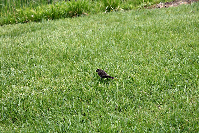 Starling looking for food at the Morton Arboretum