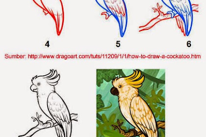 Mewarnai Dan Menggambar Cara Mewarnai Gambar Burung Cendrawasih