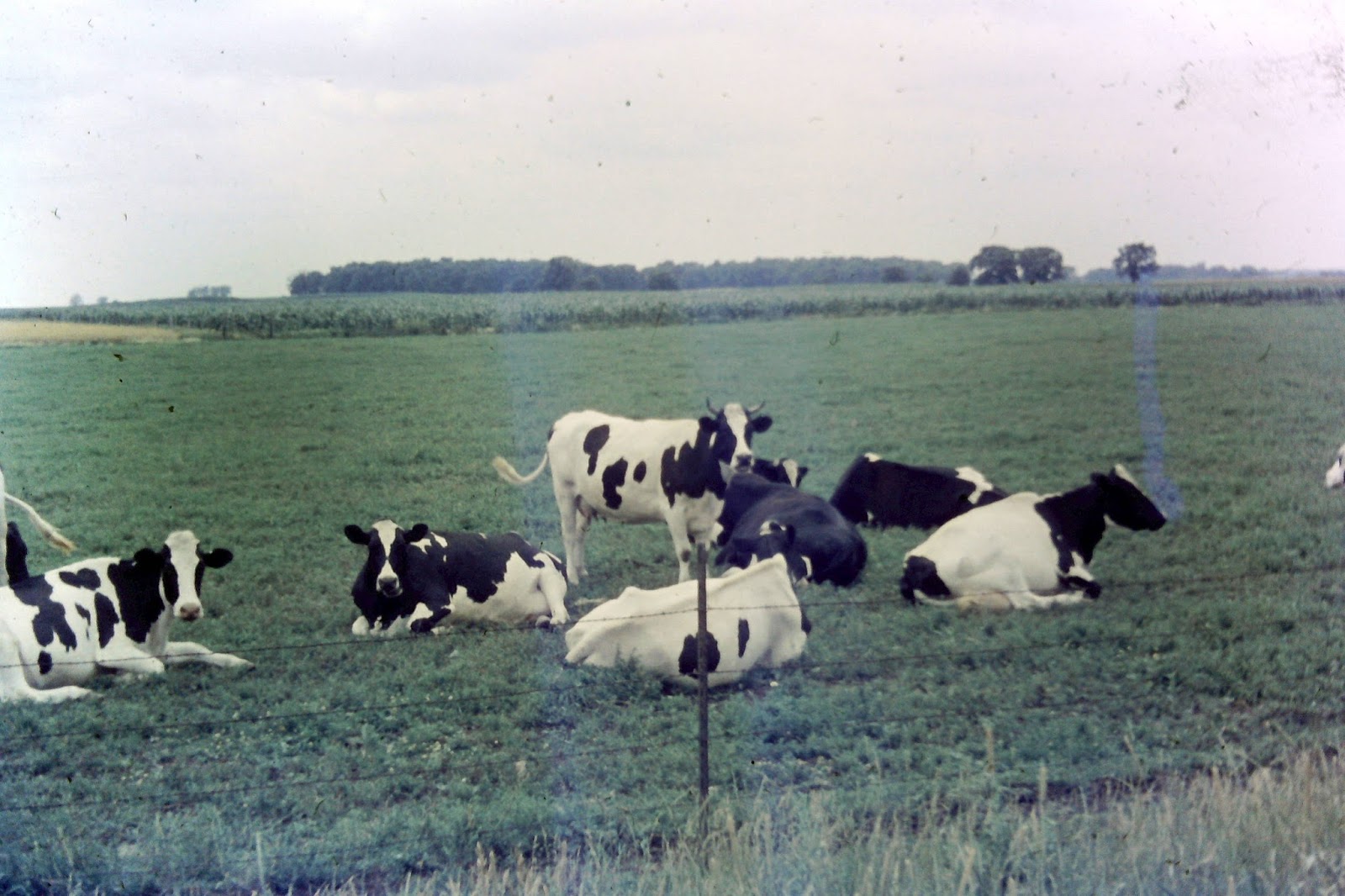 Holstein Cows with Blonde Coats - wide 7