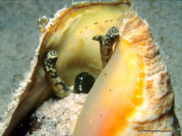 The Right Blue: A Queen Conch snail, giving us the eye