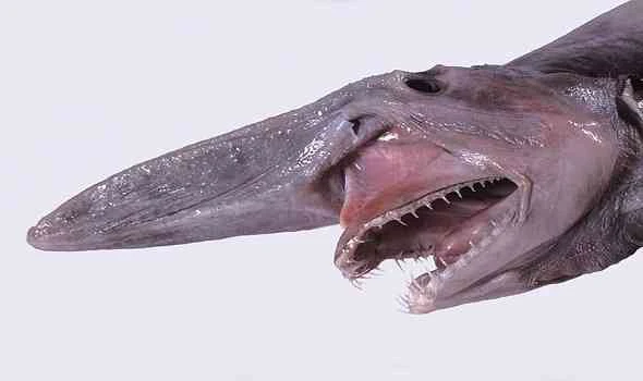 goblin-shark-القرش-العفريت