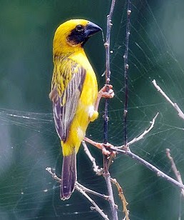 2 Cara Dan Tips Agar Burung Manyar Cepat Gacor Paling Akurat