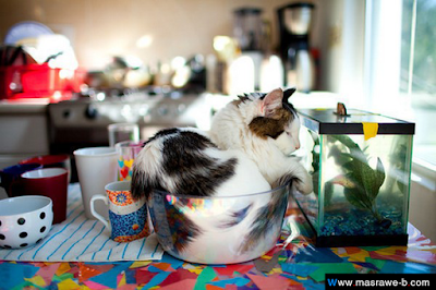 cats20