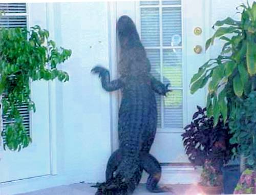Gator at the Door
