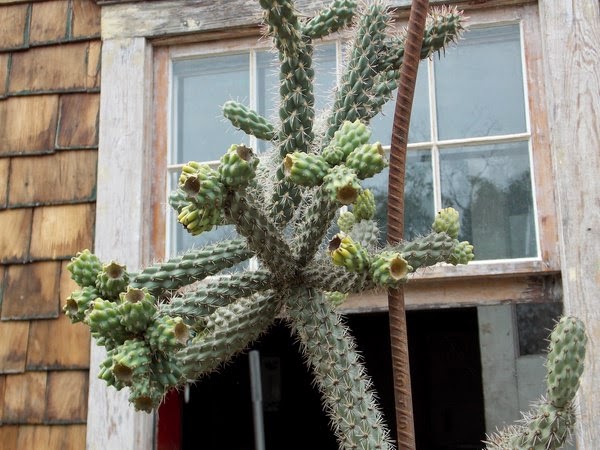 Cactus Care